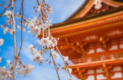 日本留学