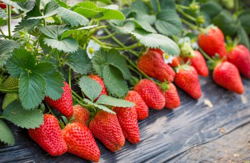 草莓专业听说过吗日本新设专业你心动了吗
